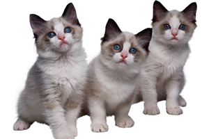 一岁布偶猫发情怎么办